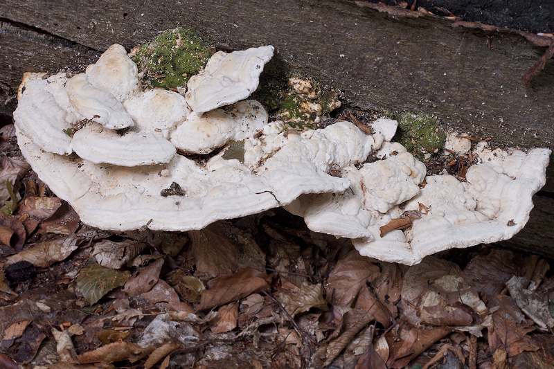 Trametes gibbosa